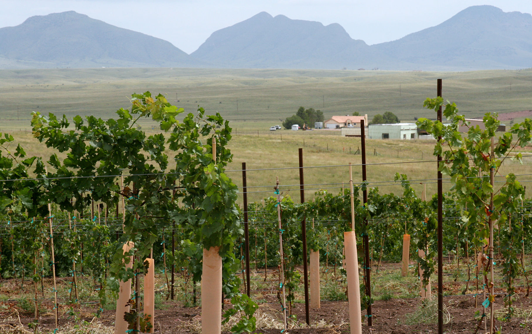 Arizona Hops and Vines
